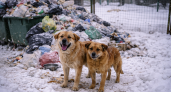 В Саранске жалуются на перебои с вывозом мусора из муниципального приюта для животных