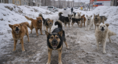 Жители Рузаевки пожаловались на стаю агрессивных собак в микрорайоне Кирзавод