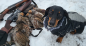 Легавые и гончие: в Мордовии прошла выставка охотничьих собак